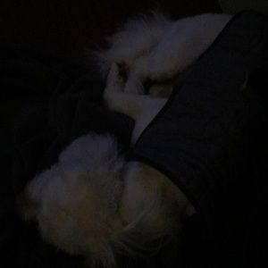 Meet your Posher, Juan